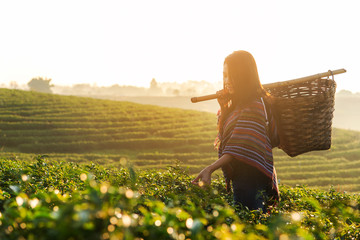 Asian worker farmer women were picking tea