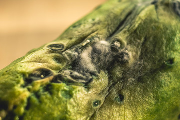 mold on vegetables and fruits. rotten cucumber.