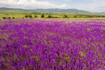 Fototapeta na wymiar Fields of blooming delphiniums, poppys and bluets. Fields and hills are covered with a carpet of wild flowers. Summer 2019, Eastern Georgia, near the town of Gori. Sunset