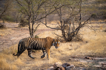 Obraz na płótnie Canvas Ranthambore National Park, Rajasthan, India - October 3, 2019 wild male bengal tiger veeru or T109 on evening stroll. He died today in territorial fight with another male tiger T42 - panthera tigris