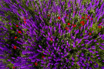 Fields of blooming delphiniums, poppys and bluets. Fields and hills are covered with a carpet of wild flowers. Summer 2019, Eastern Georgia, near the town of Gori. Sunset