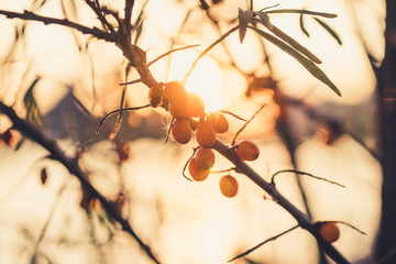 twig with sea buckthorn berries. tree branch with sunset in the background