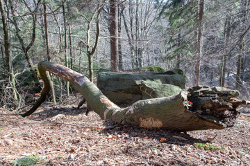 Bielatal in der Sächsischen Schweiz