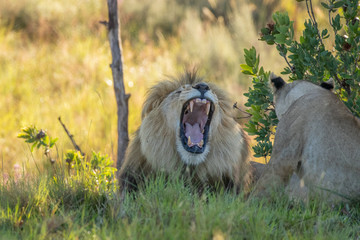 Portrait of a roaring male lion ( Panthera Leo), Welgevonden Game Reserve, South Africa.