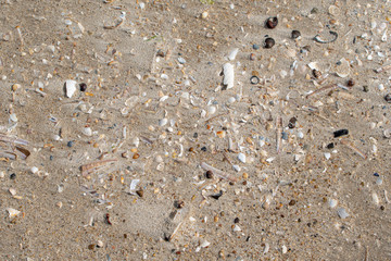 Zerfallenen Muschelschalen am Strand