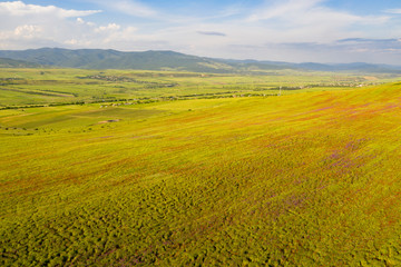 Fields of blooming poppy. Fields and hills are covered with a carpet of wild flowers. Summer 2019, Eastern Georgia, near the town of Gori. Sunset.
