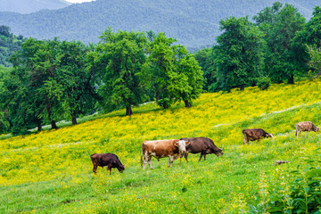 Group of cows grazing grass on a flowering meadow in summer