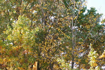 Fototapeta premium yellow maple tree in autumn