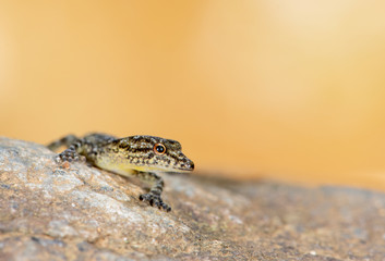 Day Gecko seen at Coorg,Karnataka,India