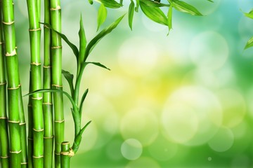 Naklejka na ściany i meble Many bamboo stalks on green background