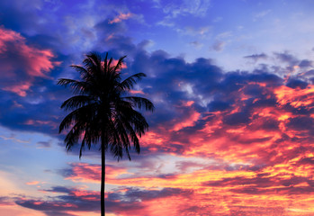 Obraz na płótnie Canvas coconut tree silhouette and sky dark color sunset beautiful in twilight time background