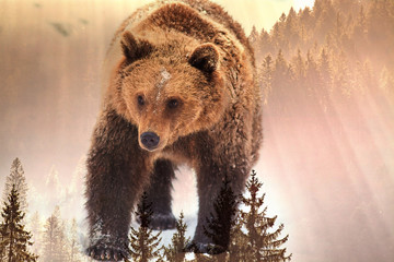 Fototapety  double exposure of brown bear and pine forest - save our forests and wildlife, fight global warming
