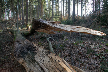 Bielatal in der Sächsischen Schweiz