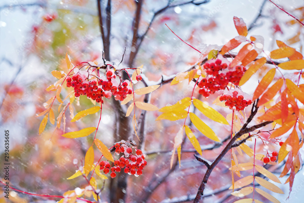 Poster bunches of red rowan covered by the first snow. red rowan berries with yellow leaves in the snow.