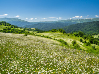 Fototapeta na wymiar Countless wildflowers blooming in abundance on green hillsides