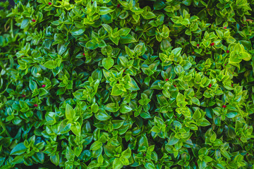 Green leaves background with tiny red blossoms
