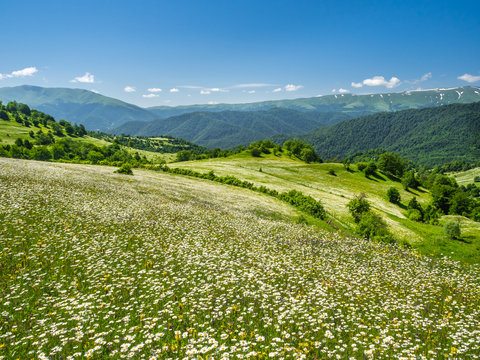 Countless wildflowers blooming in abundance on green hillsides