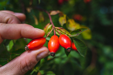 fingers grab a rosehip