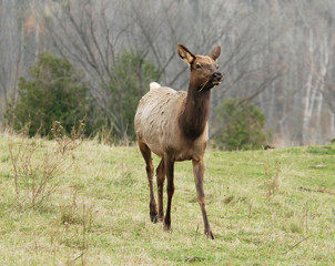Naklejka na ściany i meble Female elk in an agricultural field