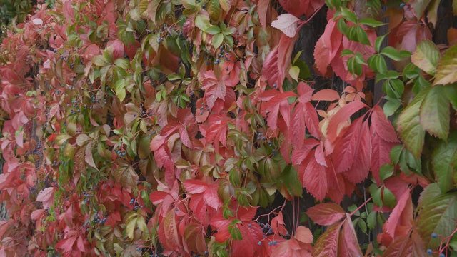 Ivy completely covers the wall of the building, a natural green-red zone outside. Autumn ivy background. background, texture.