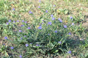 summer small blue flowers on the Bush