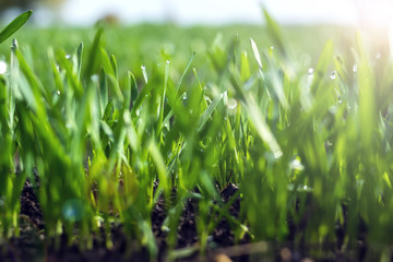 Young wheat seedlings growing in a soil. Agriculture and agronomy theme. Organic food produce on field.