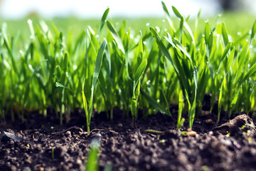 Young wheat seedlings growing in a soil. Agriculture and agronomy theme. Organic food produce on...