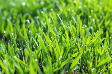 Young wheat seedlings growing in a soil. Agriculture and agronomy theme. Organic food produce on...