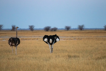 group of ostriches, males and females grazing in the African savannah at sunset. ostriches in africa during a game drive safari