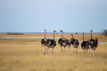 group of ostriches, males and females grazing in the African savannah at sunset. ostriches in africa during a game drive safari