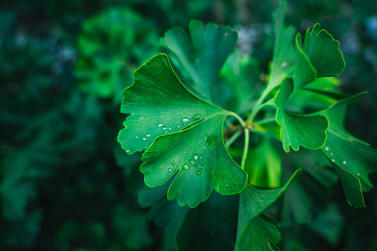 Leaves of Ginkgo Biloba with rain drops