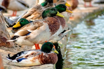 Mallards