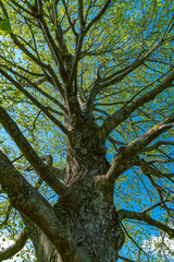 Stamm einer alten Linde vor blauem Himmel