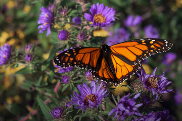 Monarch butterfly with wings spread over purple asters