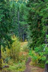 The wealth of our nature on the planet,coniferous and deciduous forest,spread over vast expanses
