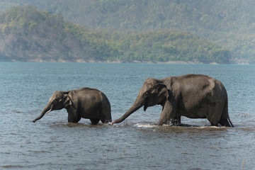 Elephants playing in Ramganga River,Jim Corbett National Park,India