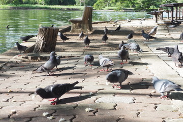 Obraz premium Flock of grey pigeons finding something to eat on the ground in the park. Wildlife and respiratory disease from poultry concept