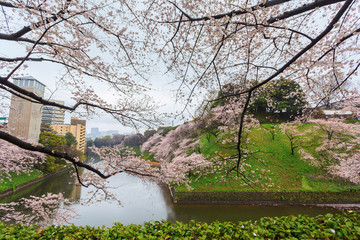 Beautiful sakura cherry blossom under raining at Chidorigafuchi park, Tokyo, Japan