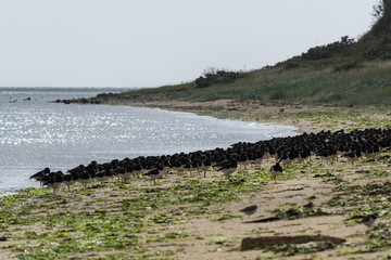 Gruppe von Austernfischer bei Ebbe Am Strand 