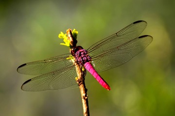 Red dragonfly