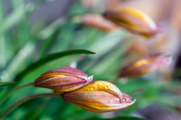 Beautiful flower buds for woman's day on green blurred background. Space for text