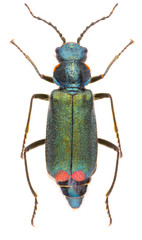 Malachius bipustulatus, the malachite beetle, is a species of soft-winged flower beetles belonging...