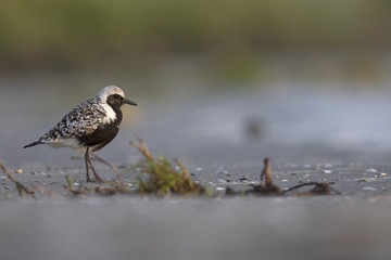 An adult grey plover (Pluvialis squatarola) resting and foraging during migration on the beach of Usedom Germany