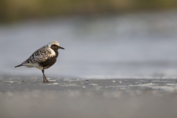 An adult grey plover (Pluvialis squatarola) resting and foraging during migration on the beach of Usedom Germany