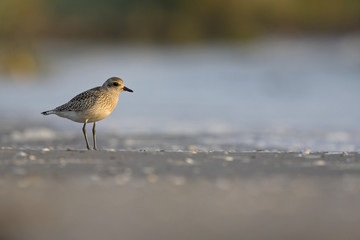 A juvenile grey plover (Pluvialis squatarola) resting and foraging during migration on the beach of Usedom Germany