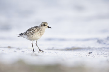 A juvenile grey plover (Pluvialis squatarola) resting and foraging during migration on the beach of Usedom Germany