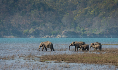 Naklejka premium Elephant fAmily entering river Ramganga in Jim corbett national Park,India