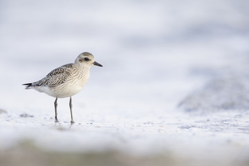 A juvenile grey plover (Pluvialis squatarola) resting and foraging during migration on the beach of Usedom Germany