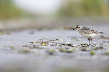 A juvenile grey plover (Pluvialis squatarola) resting and foraging during migration on the beach of Usedom Germany