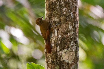 Plain winged Woodcreeper photographed in Domingos Martins, Espirito Santo. Southeast of Brazil. Atlantic Forest Biome. Picture made in 2013.